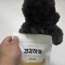 우리 아이 건강 간식 만들기 | 견강하개 강아지 수제간식으로 우리 아이 건강 챙기기! 동결건조간식 단호박 강아지보양식 후기