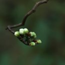 우리꽃식물원 이미지