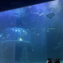 썬에이블 | 둥이 트라이크 추천 쌍둥이 트라이크 연년생 트라이크 추천 휴대용 유모차 추천 [ 에이블유모카플러스 ]