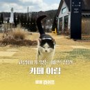 강화도 고양이가 마중 나오는 카페 이림 방문 후기