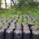 호산농원 이미지