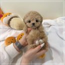 옥정강아지 이미지