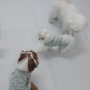 하이도기 이미지