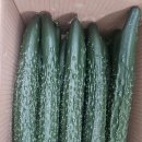 협동조합 이플 | 청여농 물물교환 4월 이플농원의 가시오이 후기