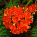 이화원(온실) 이미지