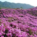 [푸른산악회] 5월5일(어린이날) 합천 황매산 산행 철쭉축제 이미지