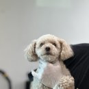 티플러스동물메디컬센터 이미지