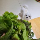 영옥농장 네이버블로그