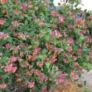 영한목장 이미지