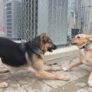 플레이 바우 이미지