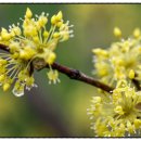 진달래세탁소 이미지