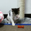 고양이세수 이미지