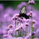 버들목장 이미지