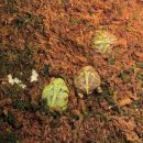 대장나무숲놀이터 | 강원도 아이랑 가볼만 한 곳 평창 알펜시아 근처 토끼의 숲 강력추천