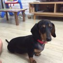 우리집코코 이미지