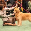 굿타임켄넬 이미지