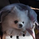 우리들애견 | 태안 메르벨르 펜션 애견동반 후기｜세라비D