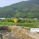 파란잔디