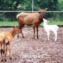 엘크사슴 이미지