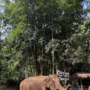 코끼리들이 웃는다 | 치앙마이 코끼리 생츄어리 투어 후기 / 보호센터에서 코끼리와 함께한 반나절