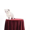 랙돌 캐터리 아이돌스(IDOLLS) 이미지