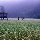 봉평메밀밭 이미지