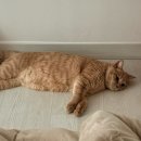 당근 오락실 이미지