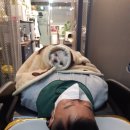 스타안마 이미지