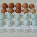 푸른들농장 이미지