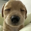 새빛안경 이미지