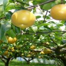 해맞이농장 이미지