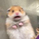 GS25탕정브라운스톤점 | 아산카페 탕정카페 애견동반카페 '바테' 후기 , 프렌치토스트 맛집