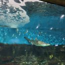 개구리게임장 | 부천 플레이아쿠아리움 아이랑 가볼만한곳 솔직 후기