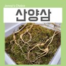 바른삼연구소 국내산 산양삼 장뇌삼 추석선물세트 부모님께 어때요