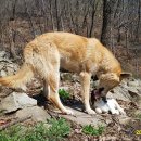 아기염소 이미지