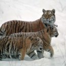 엄마품안 이미지