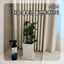 화초 | 초보 식집사 필수 템 금전수 화초 영양제 사용 후기