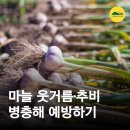 땅심마켓 | 마늘 웃거름 마늘추비 / 병충해 예방하는 방법 알아보기