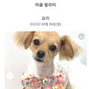 미소애견 미용실 이미지