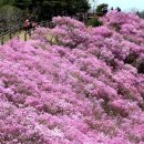 제 67차 강화도 고려산 정기산행(진달래 군락지) 이미지