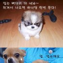 시사진 이미지