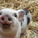 후천농장 이미지