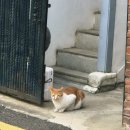 (주)에스제이렌트카 | 여행 블로그 세시간전 크리에이터 수익화 기록 및 8개월차 인사이트 총수입 솔직 후기