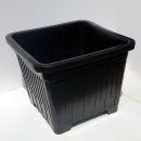 바바나무 이미지