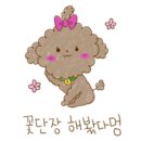 퐁이네 애견 이미지