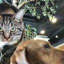 마오네(1호점) 이미지