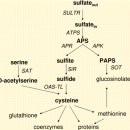 Sulfate Transport and Assimilation in Plants 1 식물에 황산염 이동 및 동화작용 이미지
