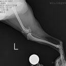 레오메디칼 이미지