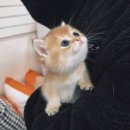 보라매동-30 | 보라매동고양이무료분양 브리티쉬숏헤어