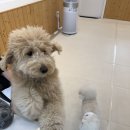 온달 그루밍 이미지